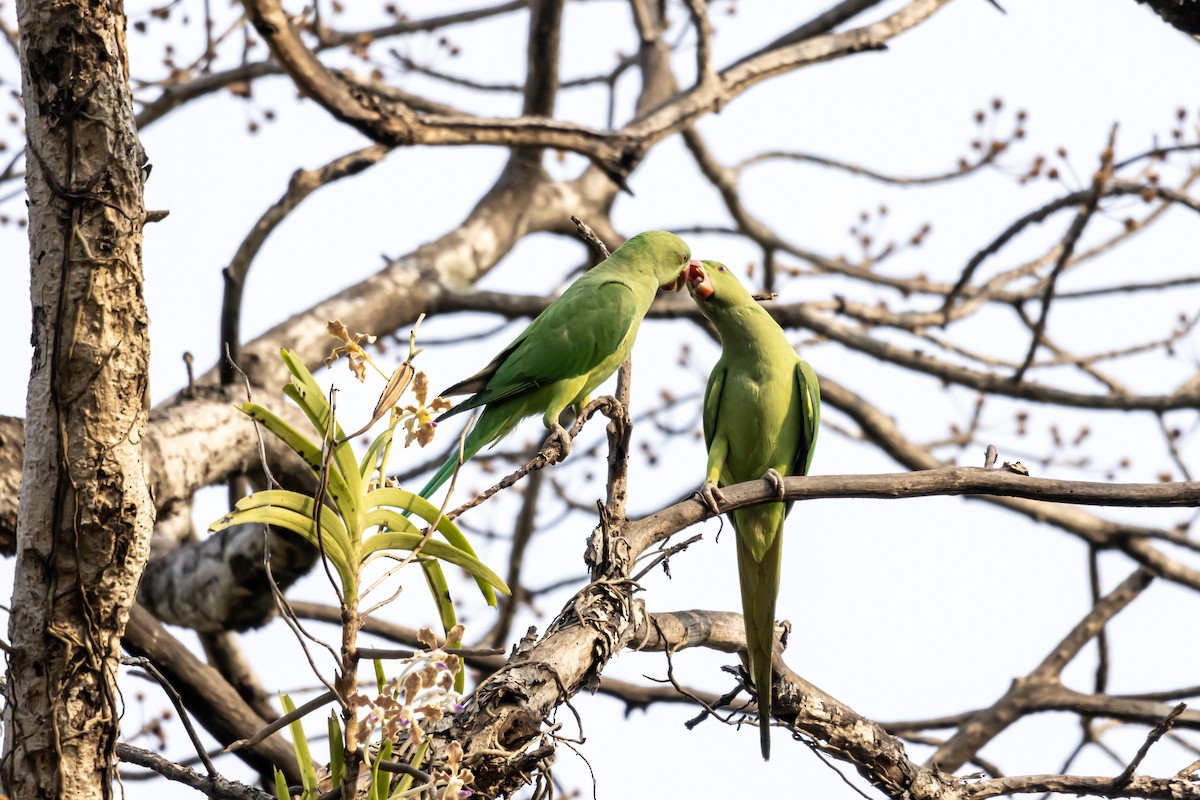 Rose-ringed Parakeet - Dr. Amitava Roy