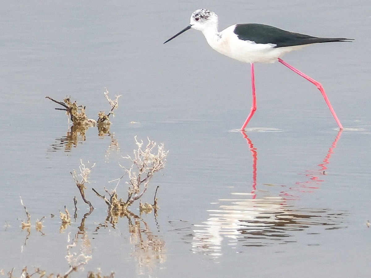 Black-winged Stilt - Muammer Ülker