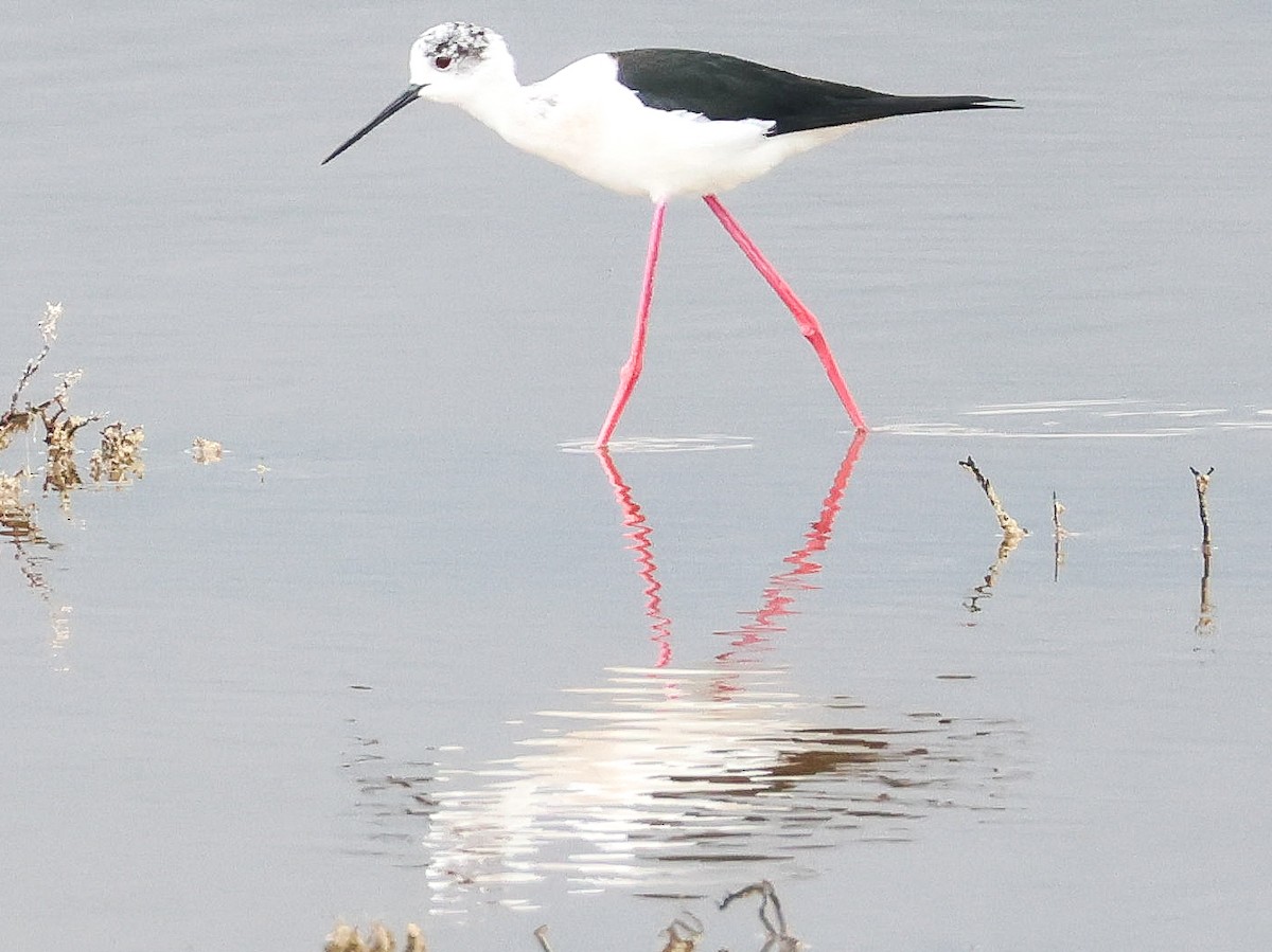 Black-winged Stilt - Muammer Ülker