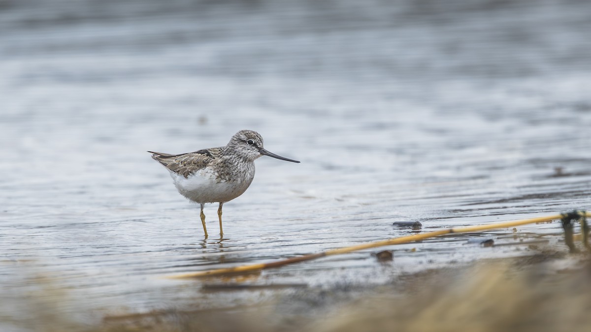 Terek Sandpiper - Aleksey Krylov