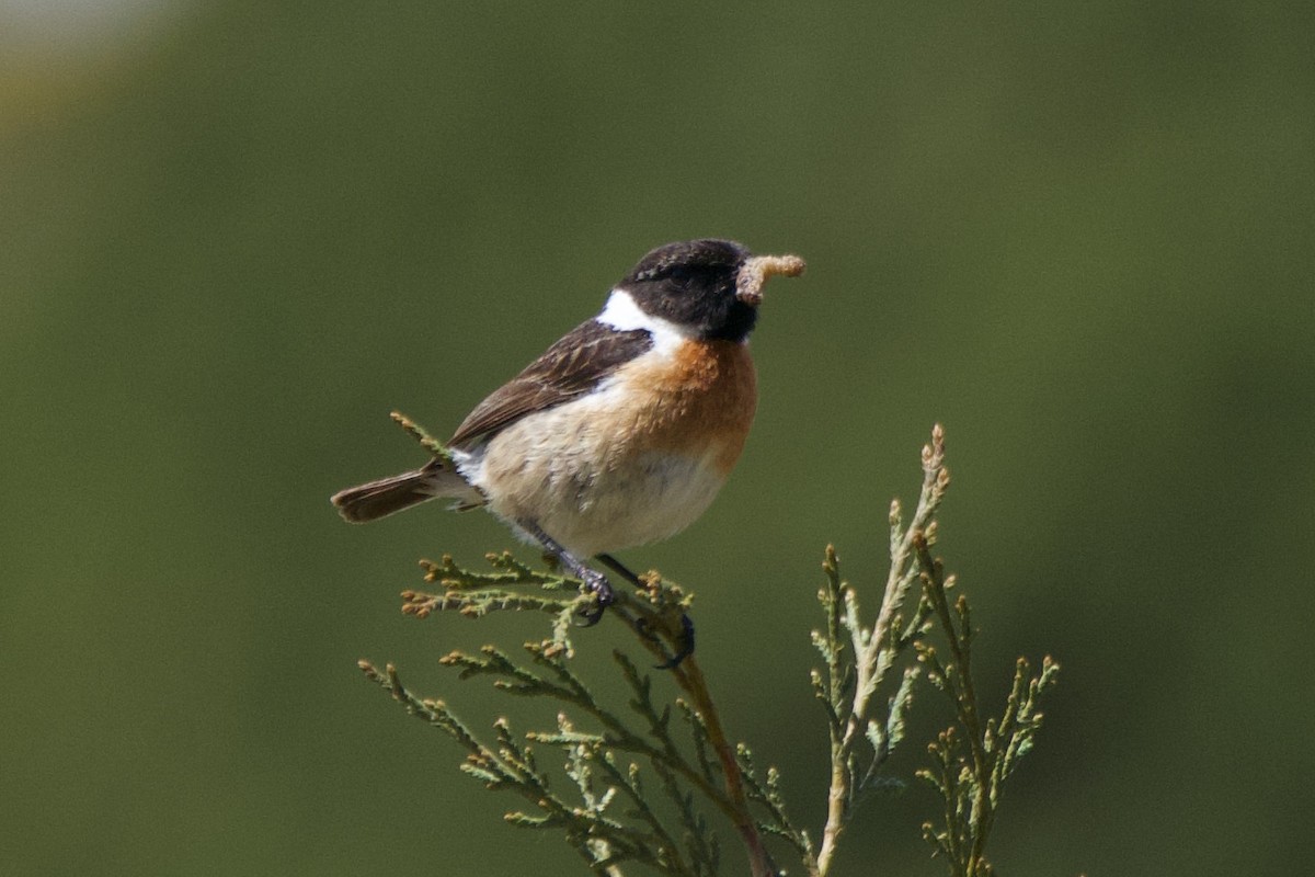 European Stonechat - Carlos Nos