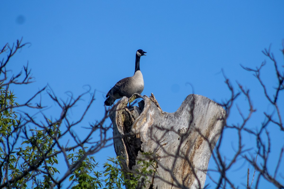 Canada Goose - Sergio Leyva