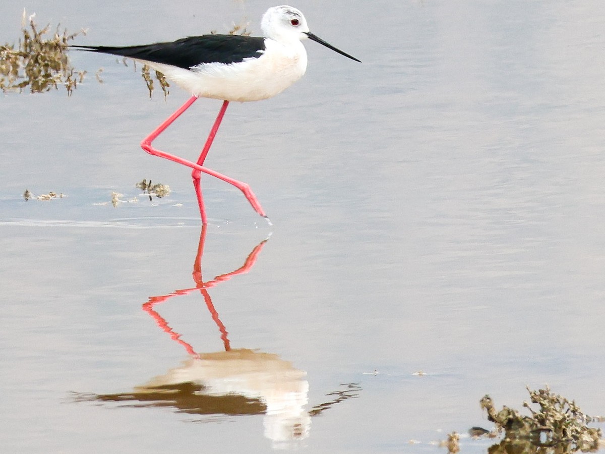 Black-winged Stilt - Muammer Ülker