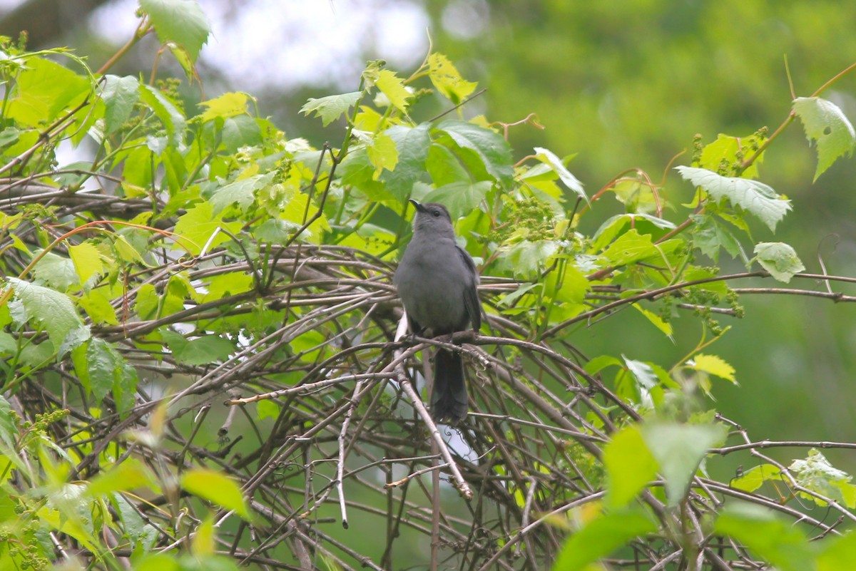 Gray Catbird - ML618828099