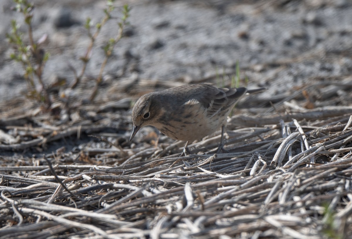 American Pipit - Marilyn White