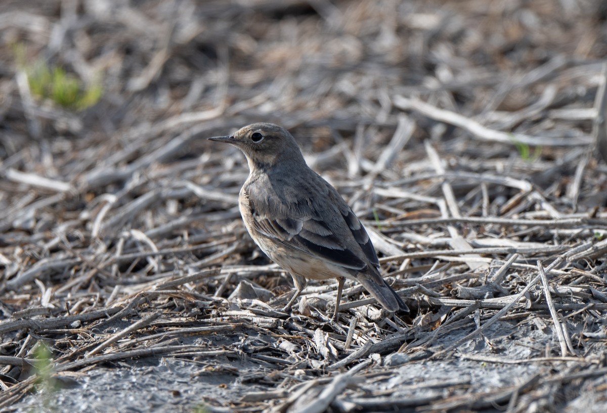 American Pipit - Marilyn White