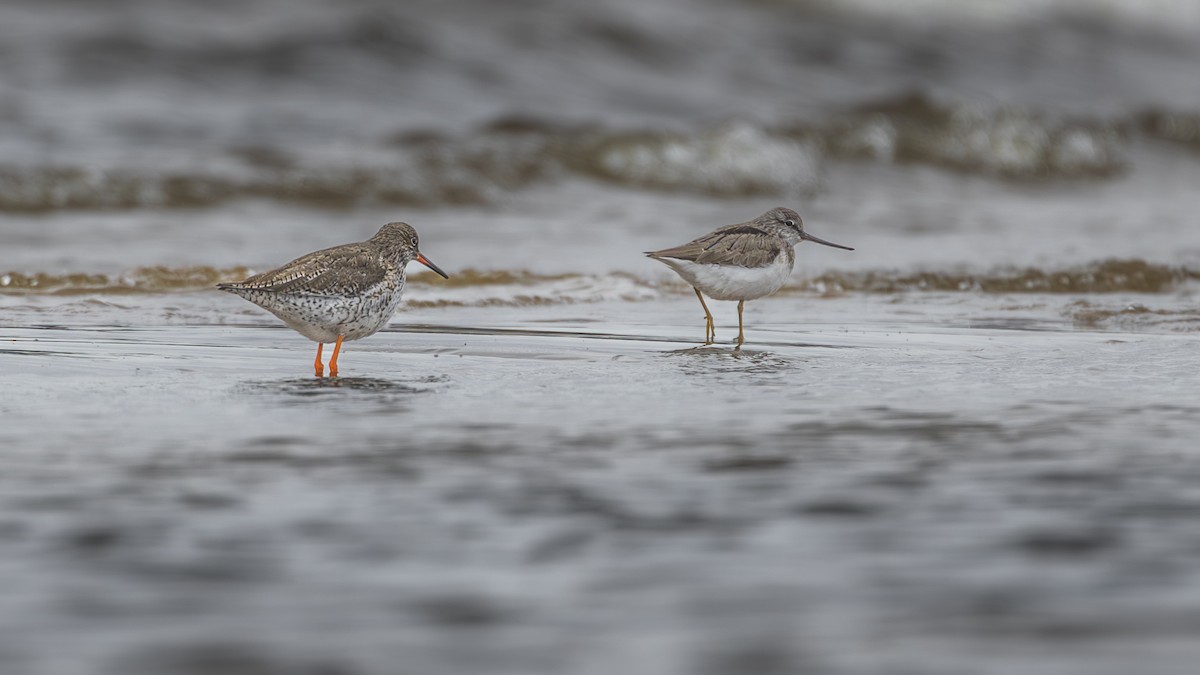 Terek Sandpiper - Aleksey Krylov