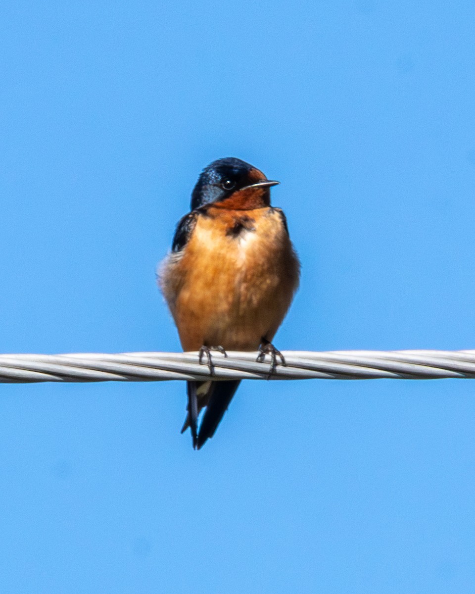 Barn Swallow - Edward  Muennich