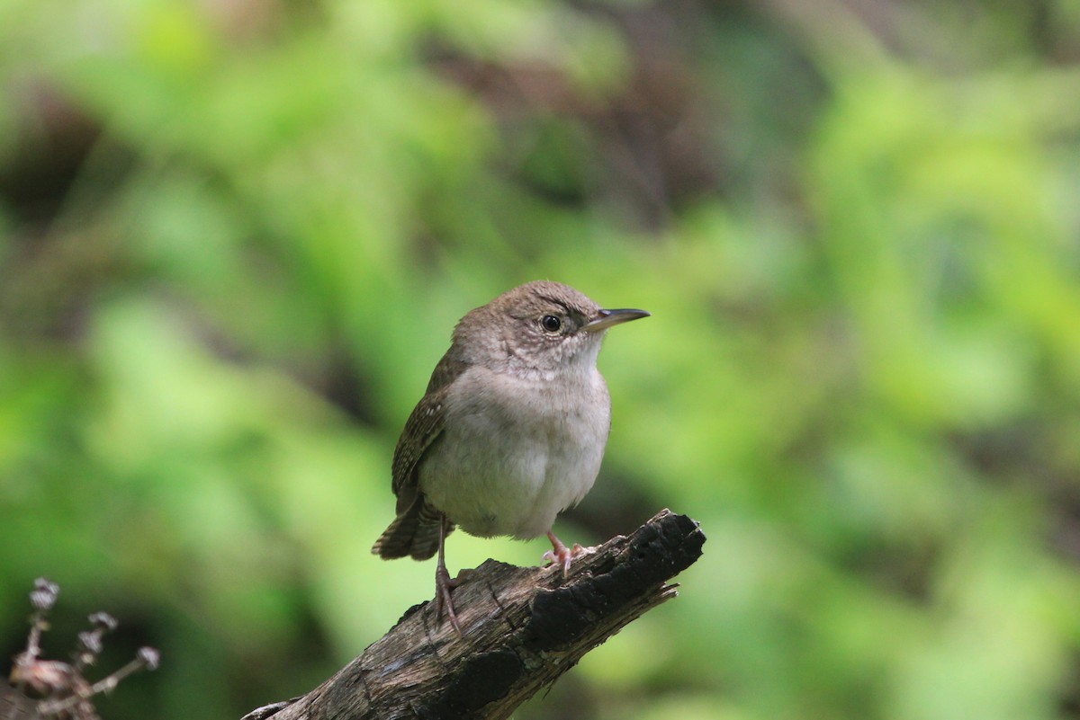 House Wren - ML618828120