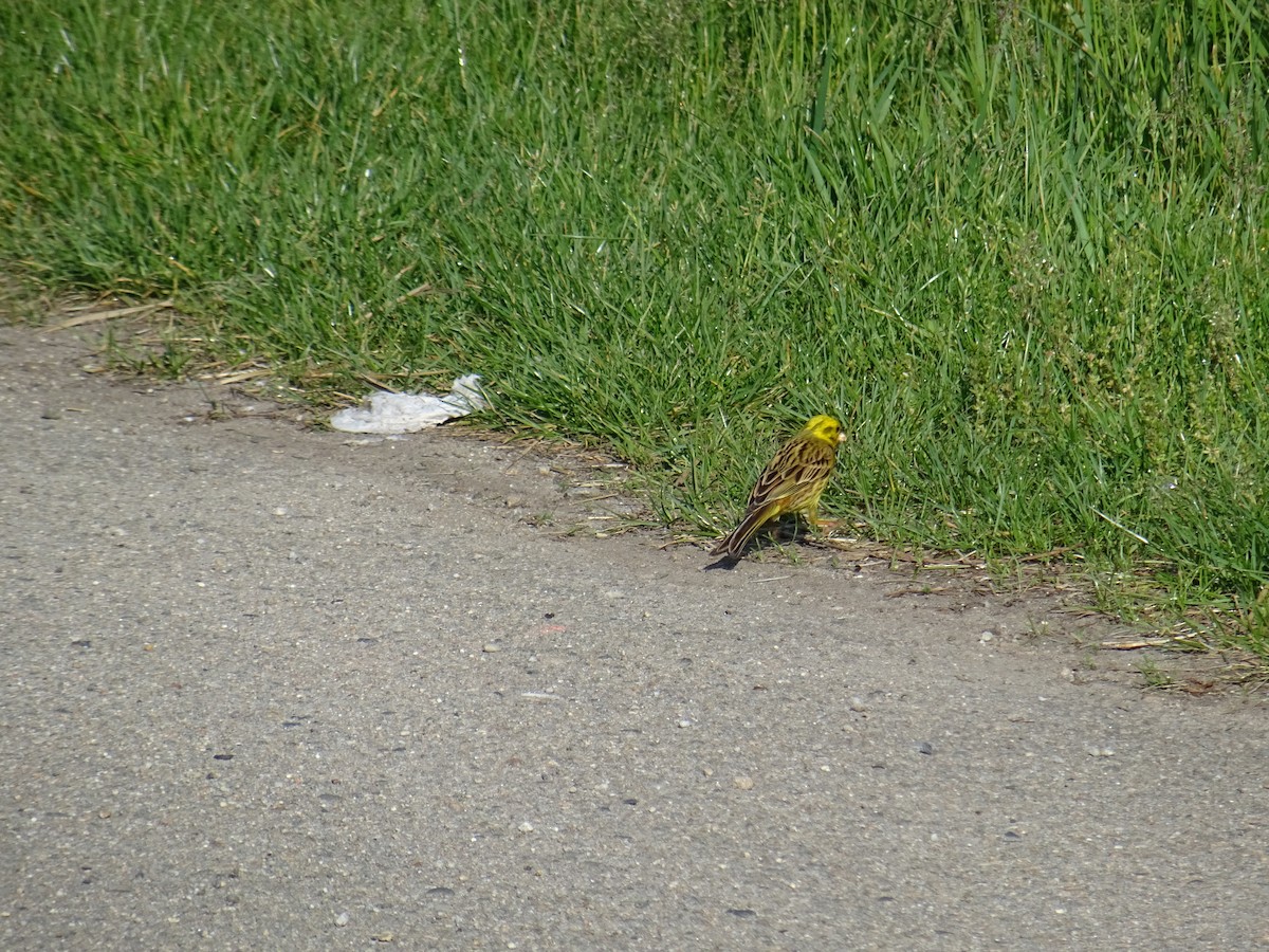 Yellowhammer - František Prinz