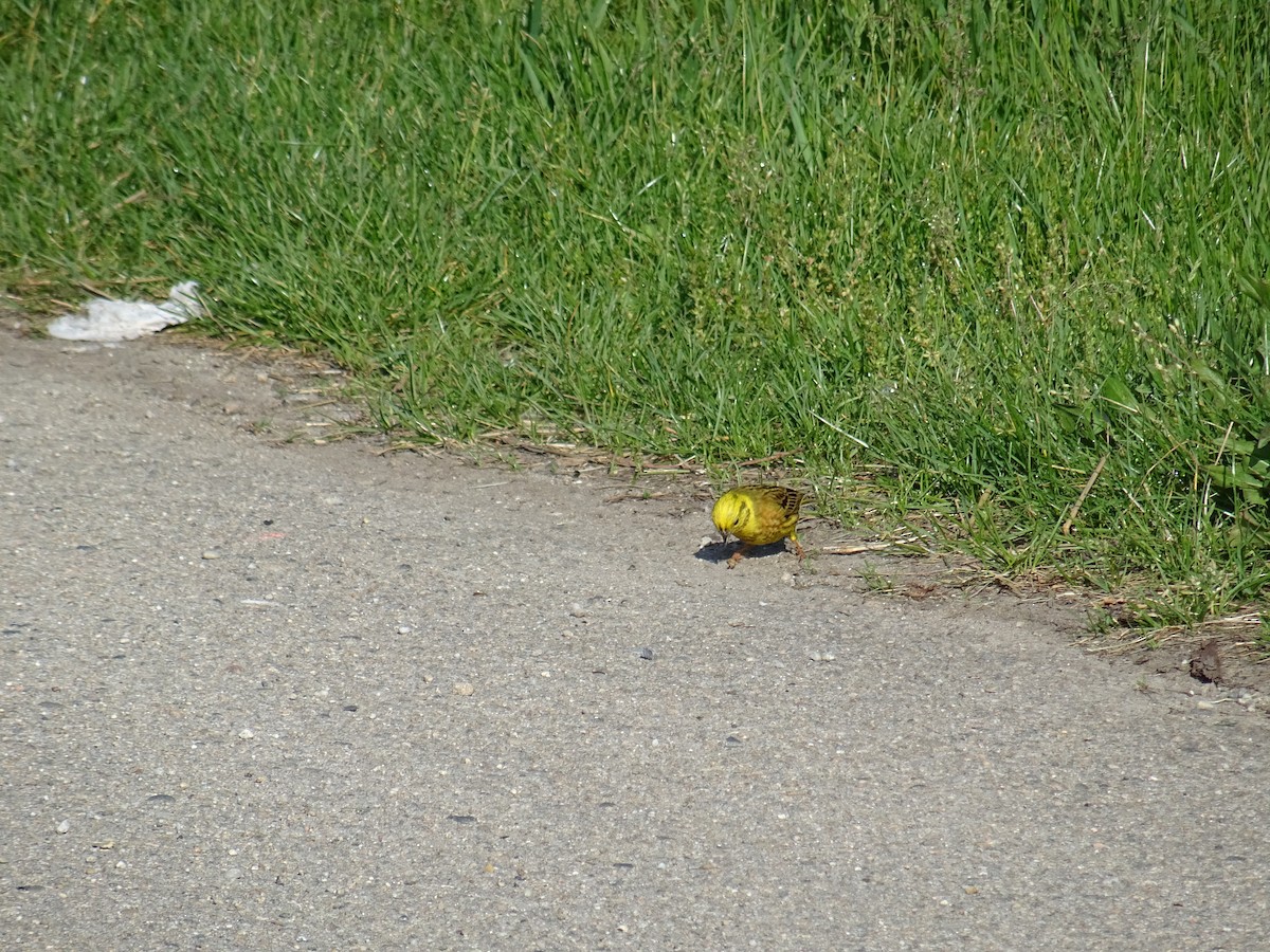 Yellowhammer - František Prinz