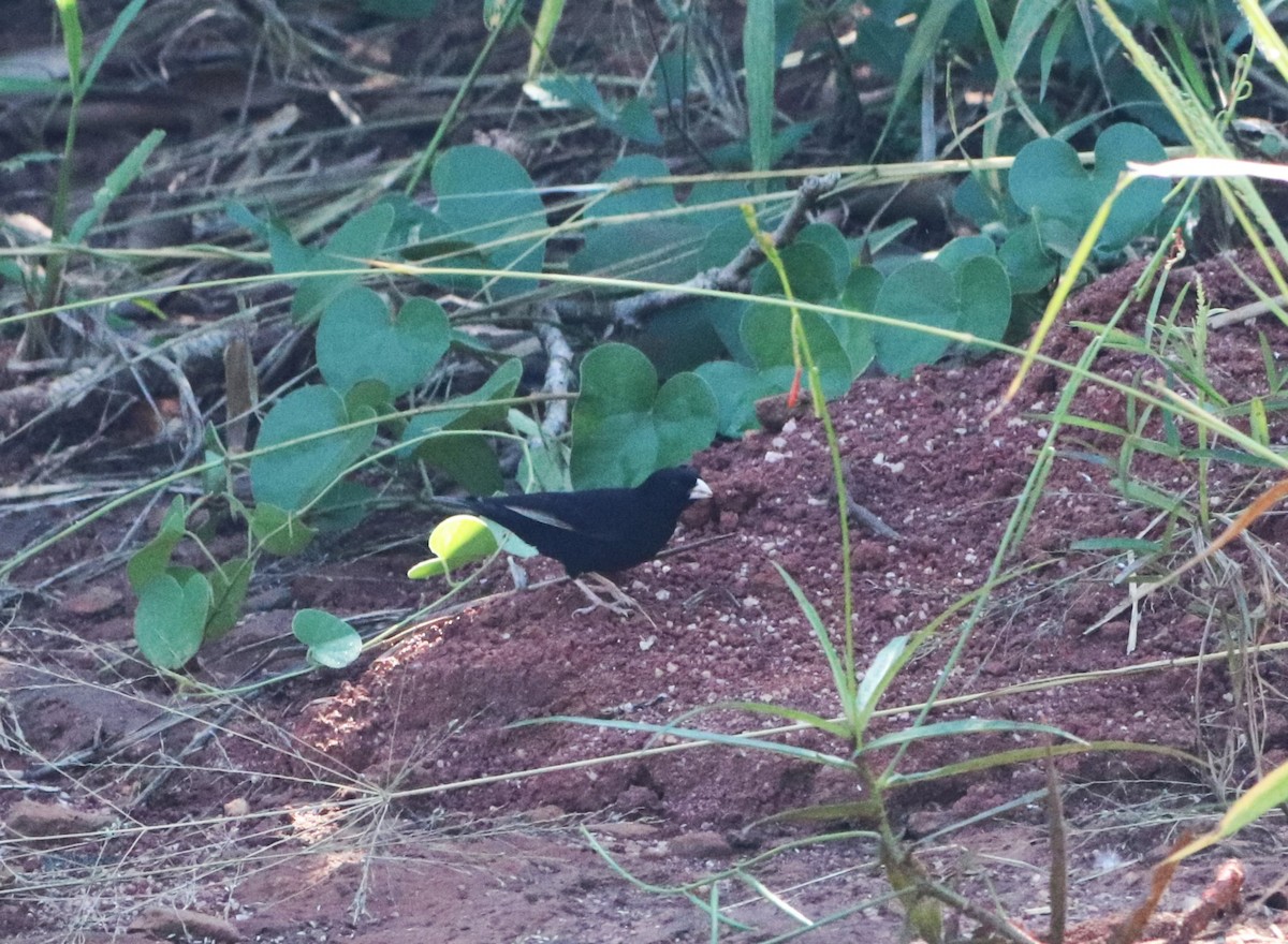 Purple Indigobird - ML618828148