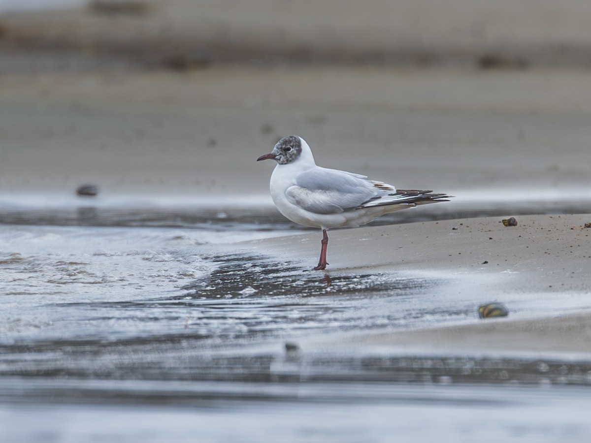 Black-headed Gull - Aleksey Krylov