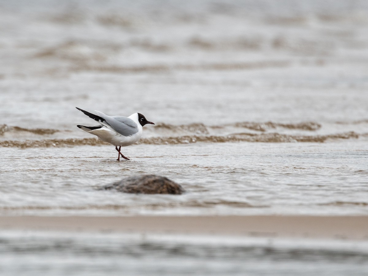 Black-headed Gull - Aleksey Krylov