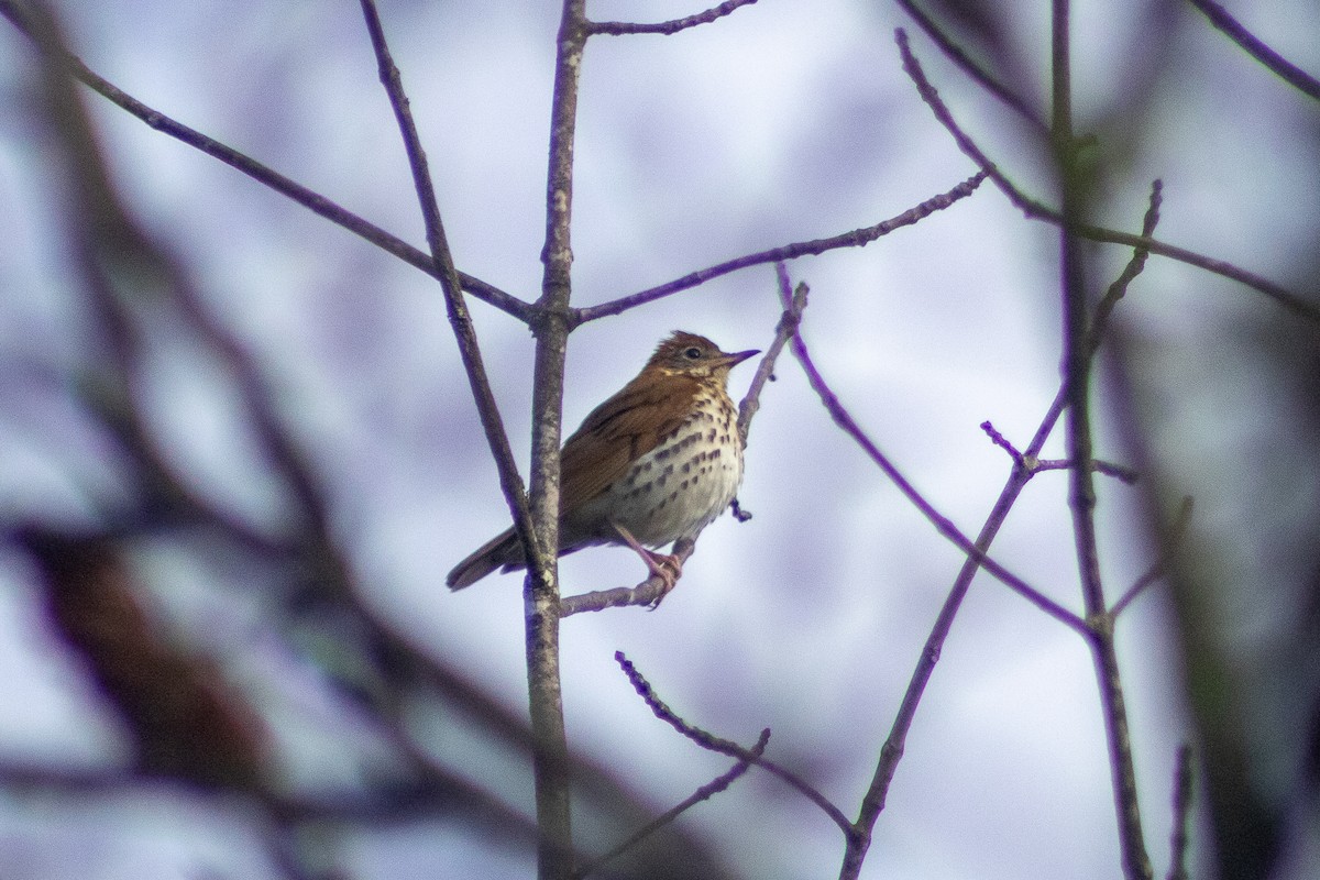 Wood Thrush - Sergio Leyva