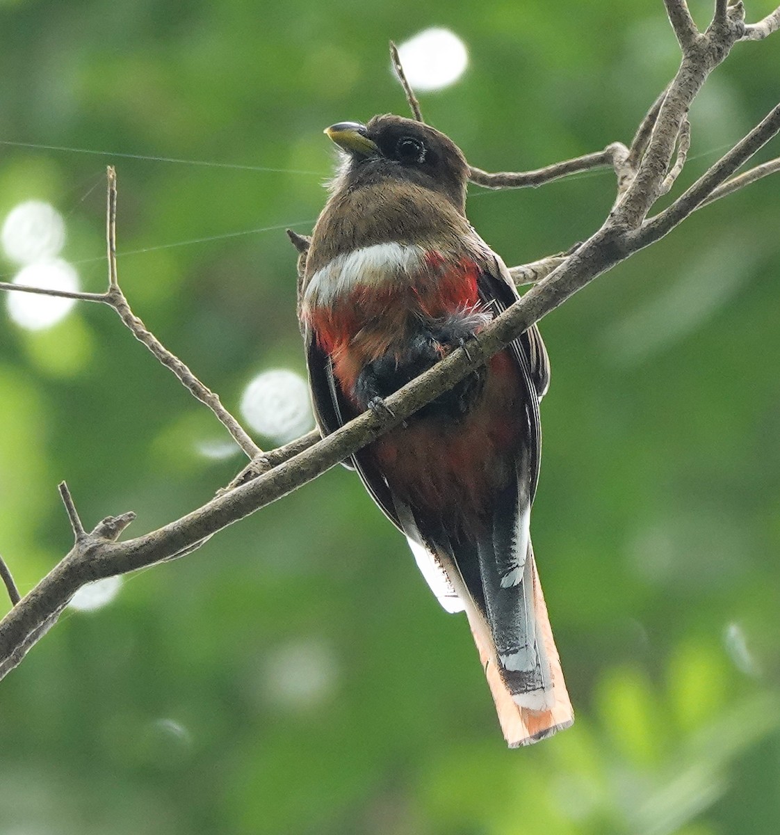 Collared Trogon - edgar cleijne