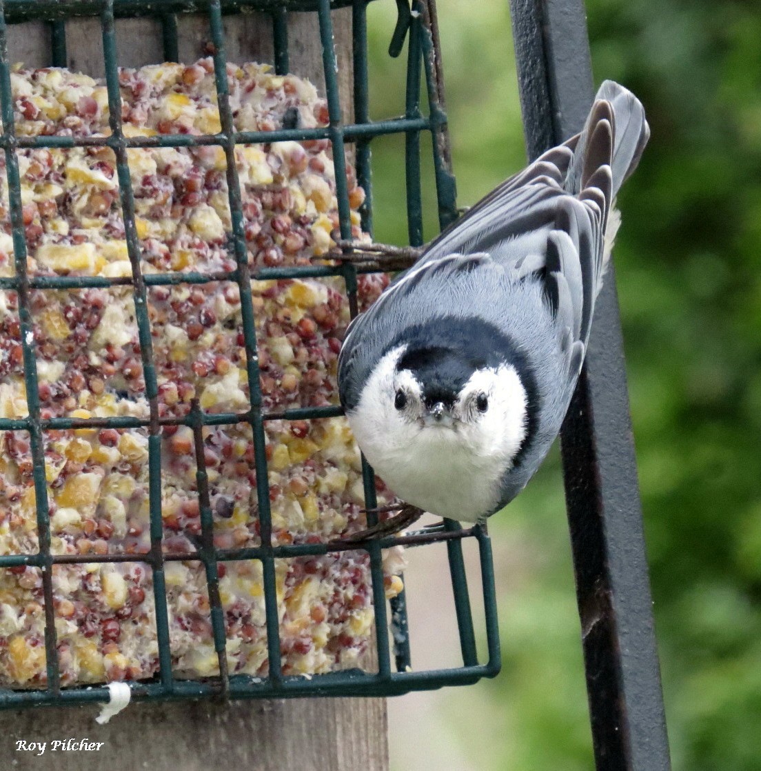 White-breasted Nuthatch - Roy Pilcher