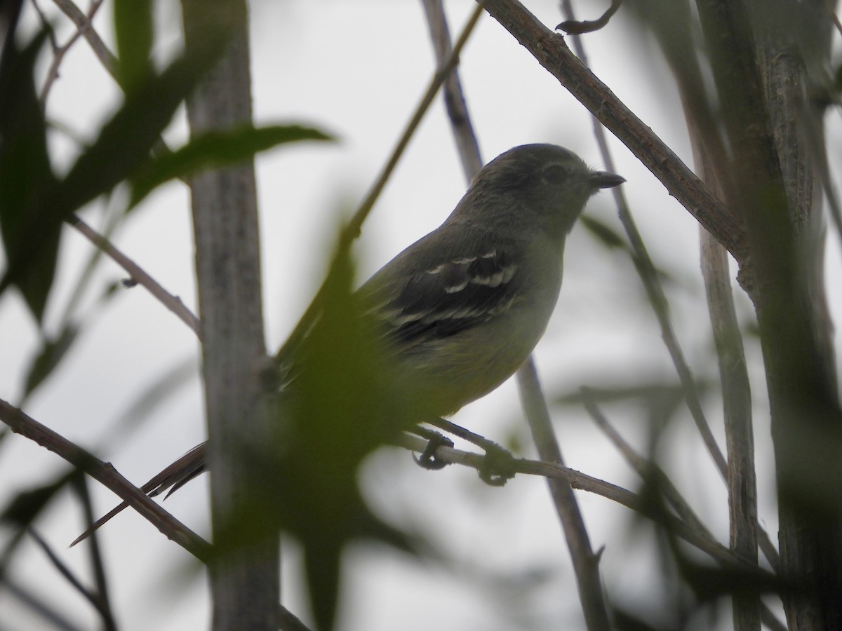 Southern Scrub-Flycatcher - Franco Palandri