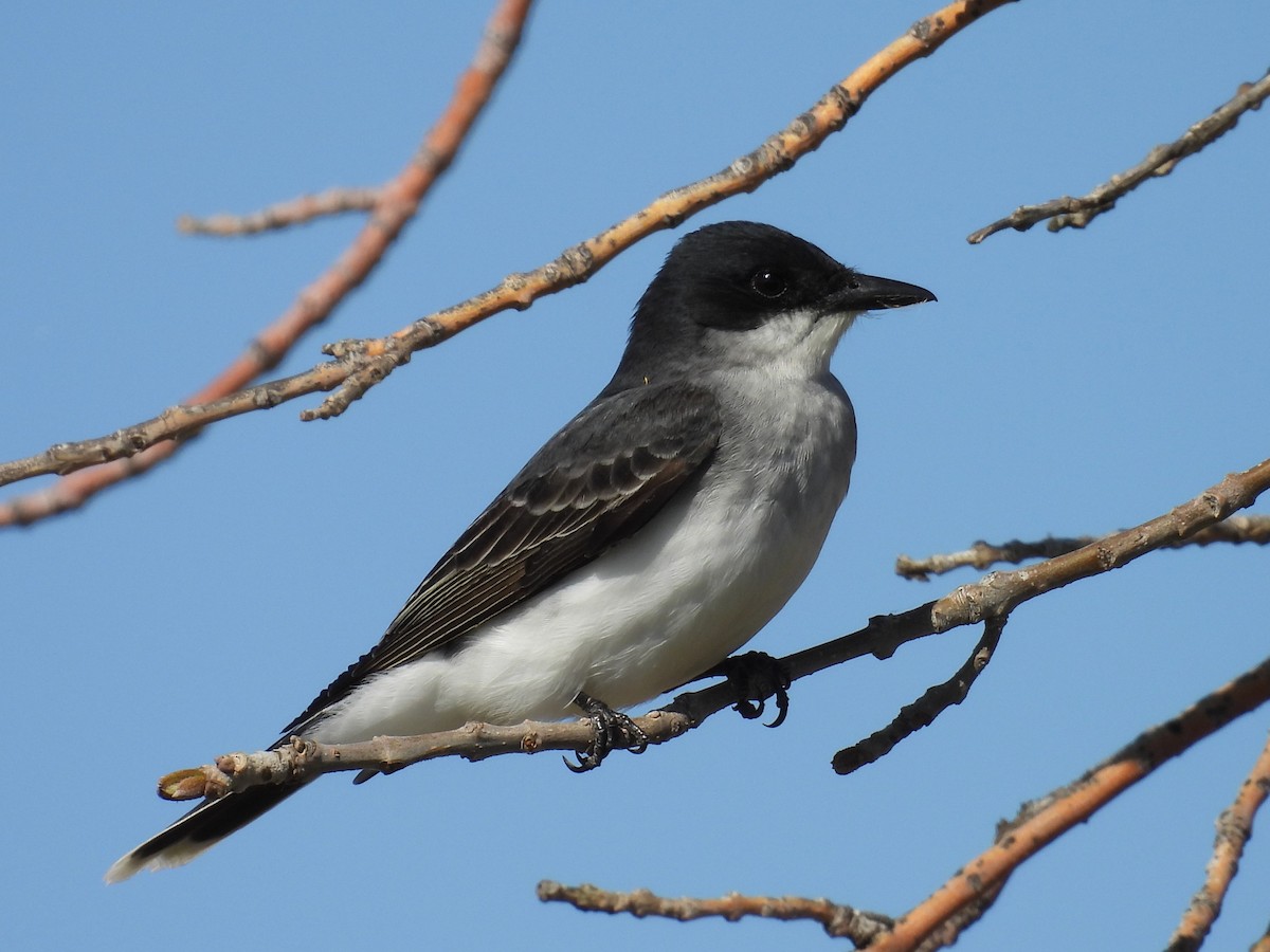 Eastern Kingbird - Kathryn Hyndman