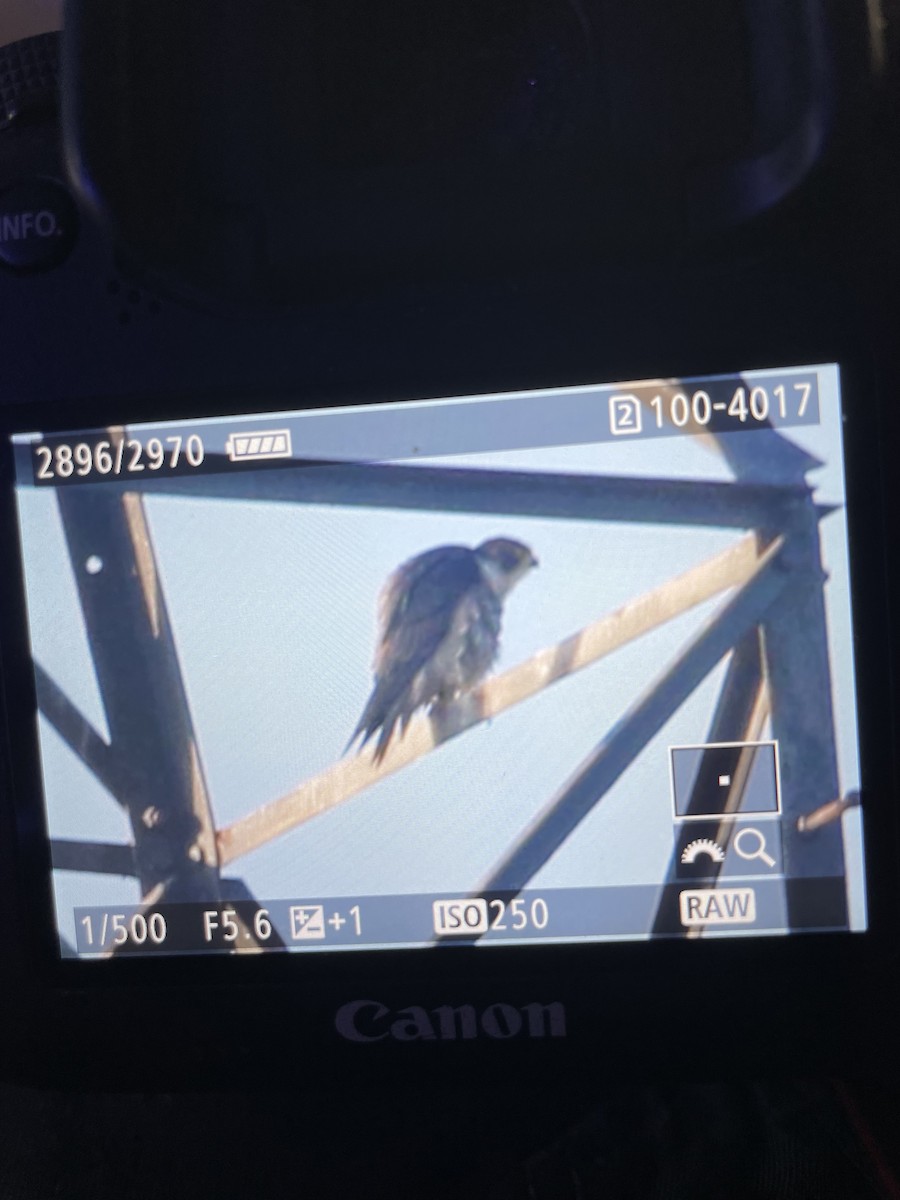 Peregrine Falcon - Ian Pennycook