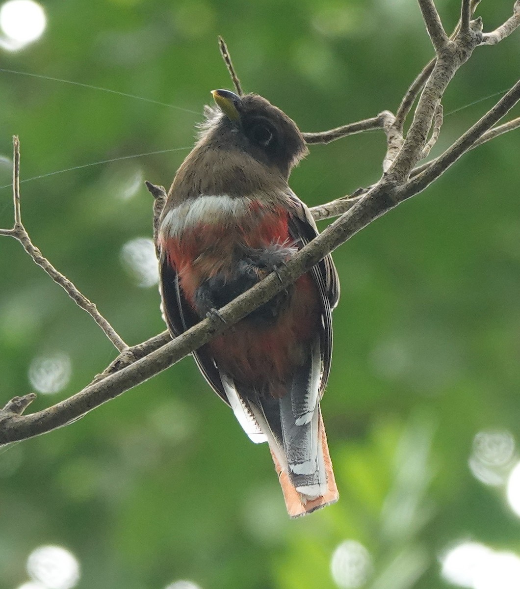 Collared Trogon - edgar cleijne