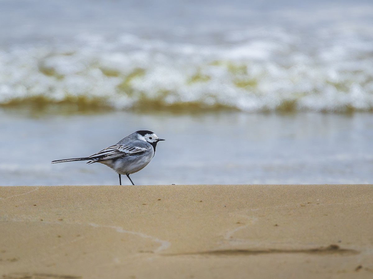 White Wagtail - Aleksey Krylov