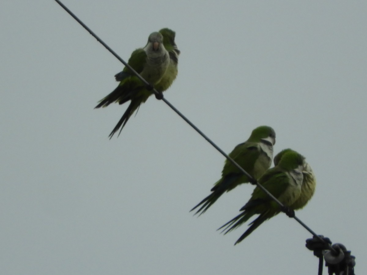 Monk Parakeet - ML618828190