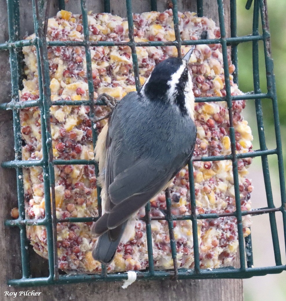 Red-breasted Nuthatch - Roy Pilcher