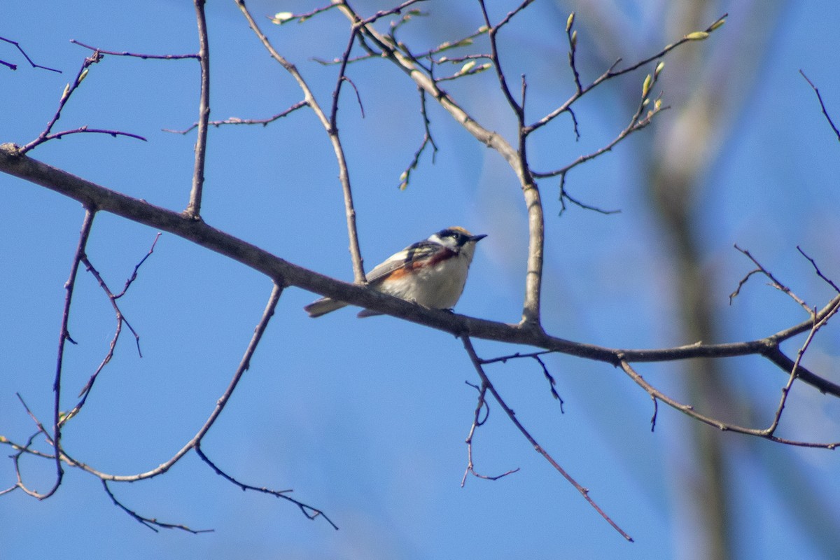 Chestnut-sided Warbler - Sergio Leyva