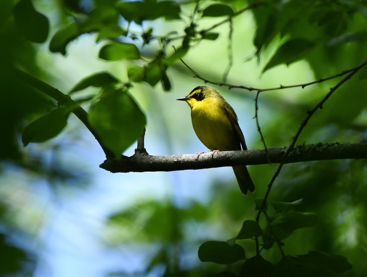 Kentucky Warbler - Greg Hudson