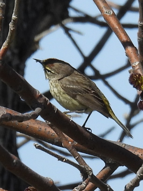 new world warbler sp. - Kathryn Hyndman