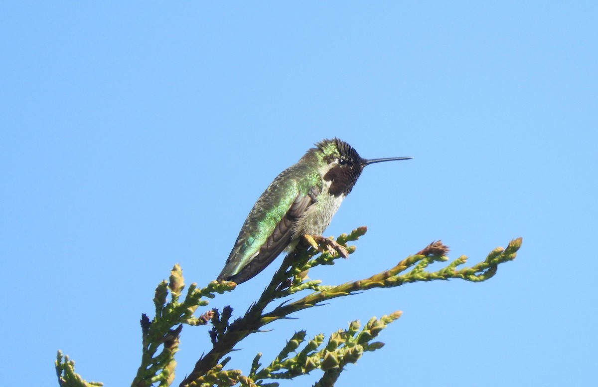 Anna's Hummingbird - Christian Rixen