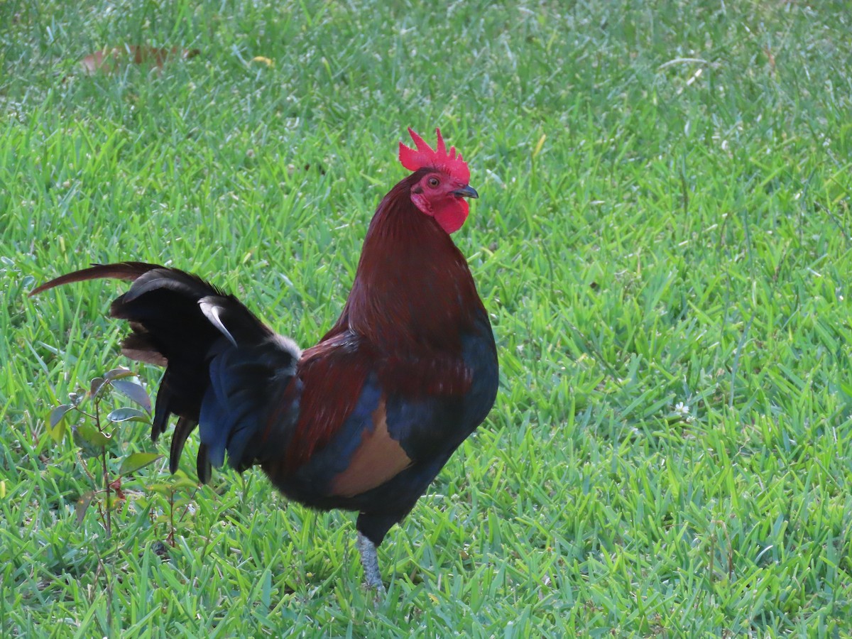 Red Junglefowl (Domestic type) - Pamela Hunt