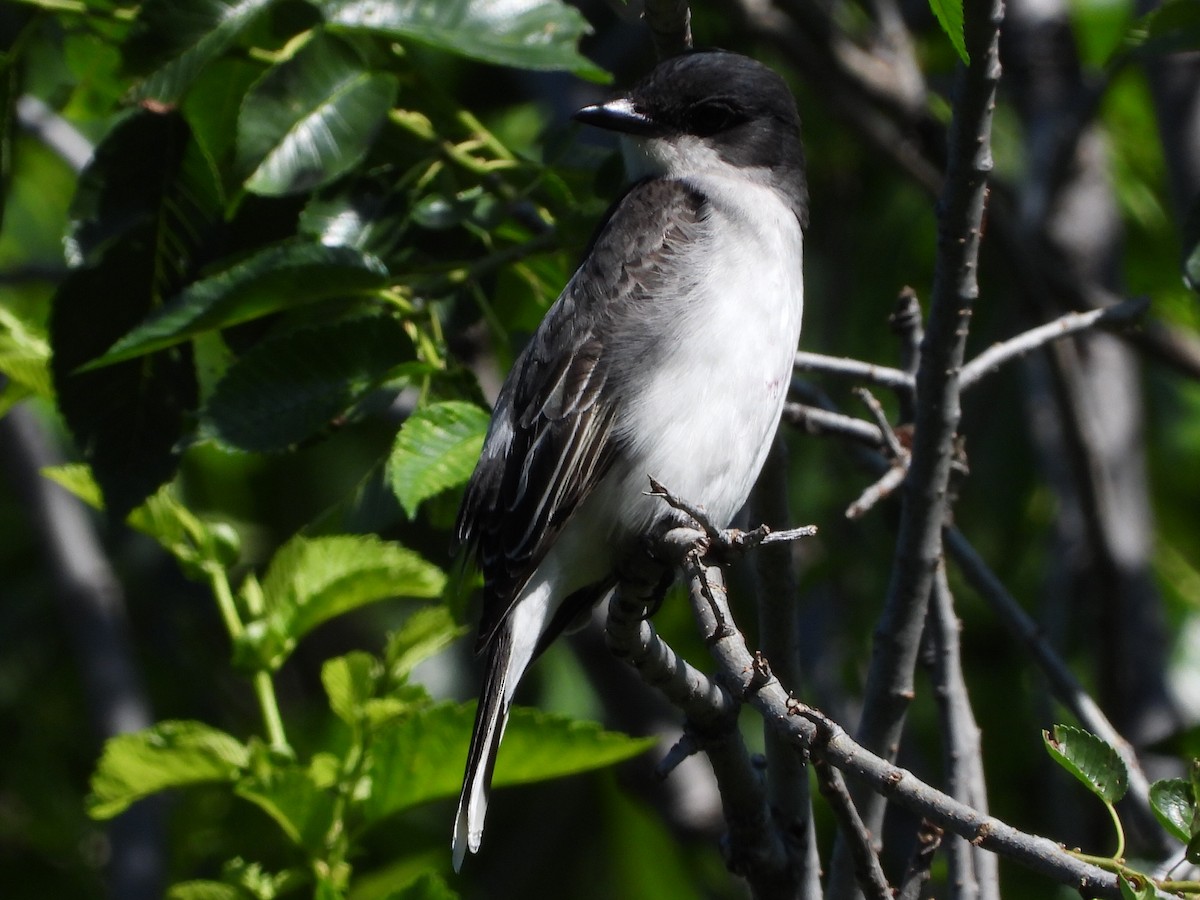 Eastern Kingbird - Mike Thelen