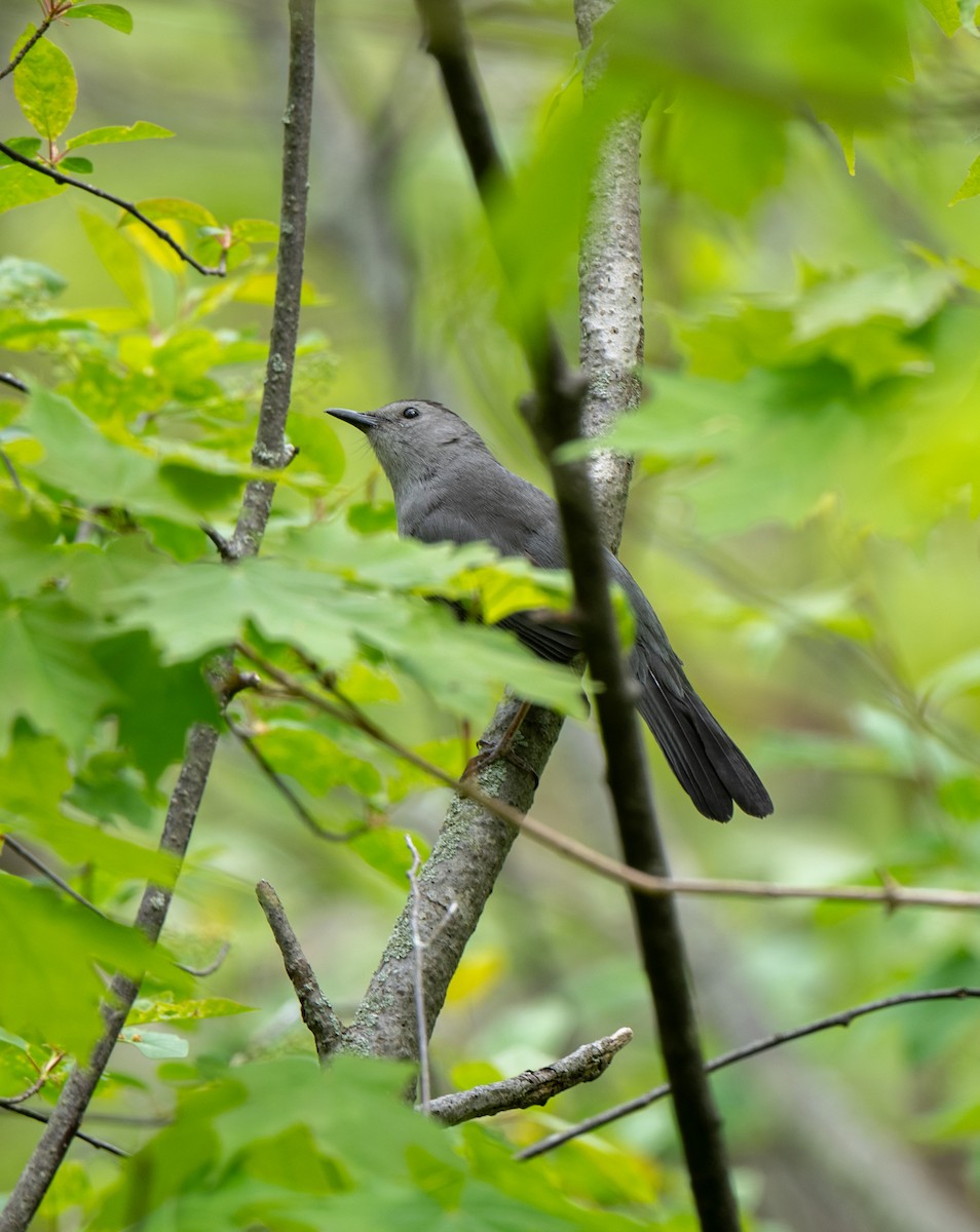 Gray Catbird - Marilyn White