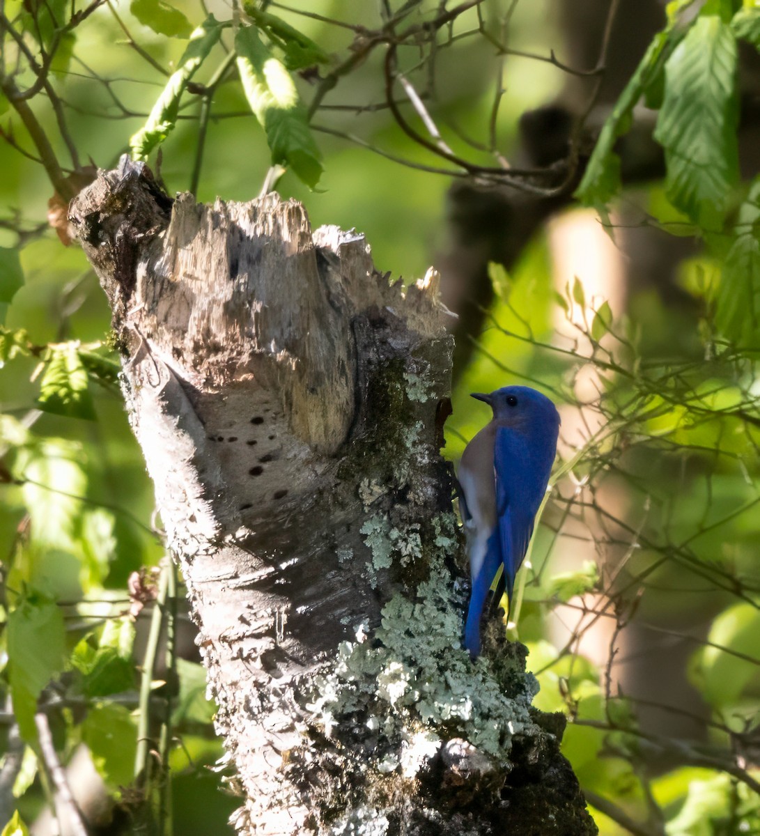 Eastern Bluebird - Colleen Robinson