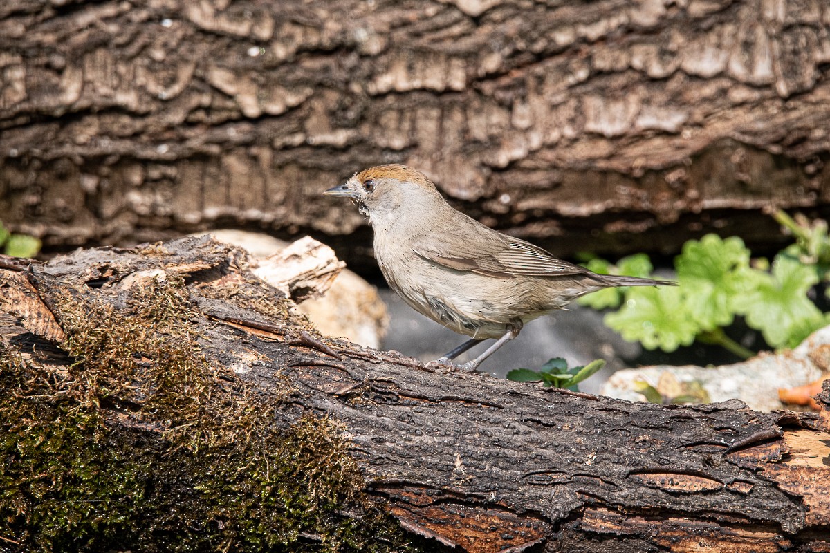 Eurasian Blackcap - Guido Van den Troost