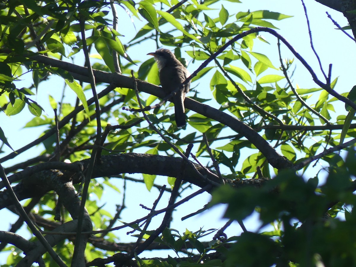 Yellow-billed Cuckoo - Phil St. Romain