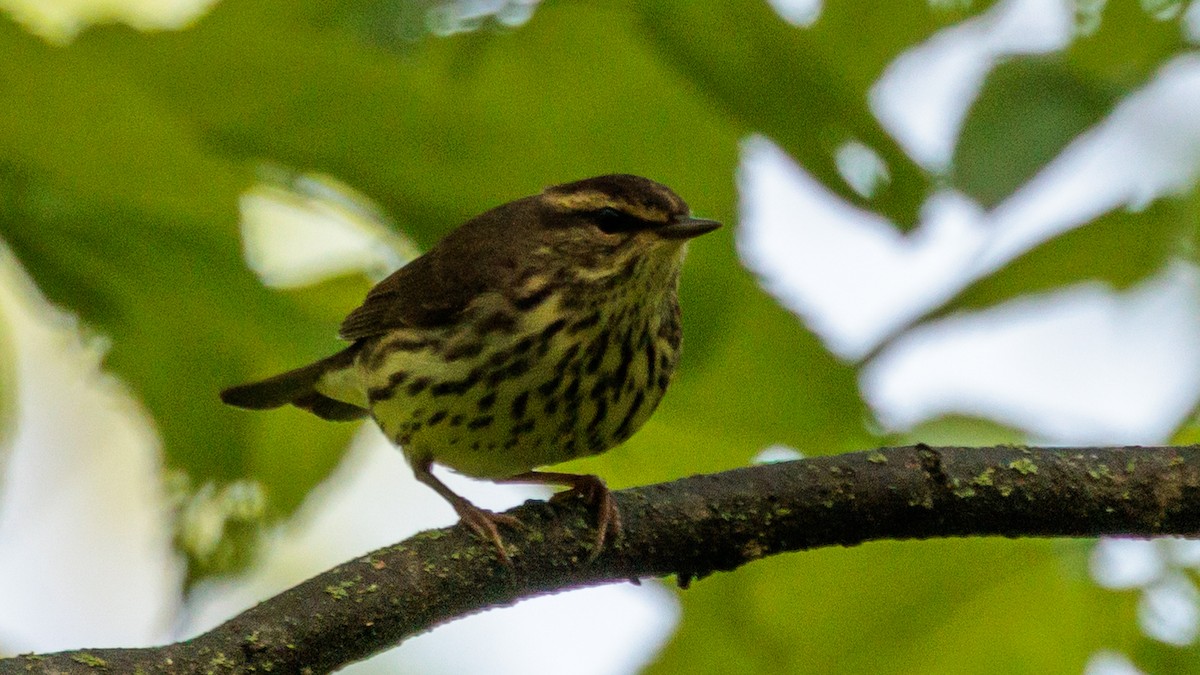 Northern Waterthrush - Brian Stamper