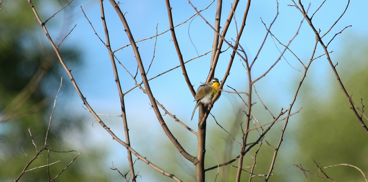 Yellow-breasted Chat - Mike Cook