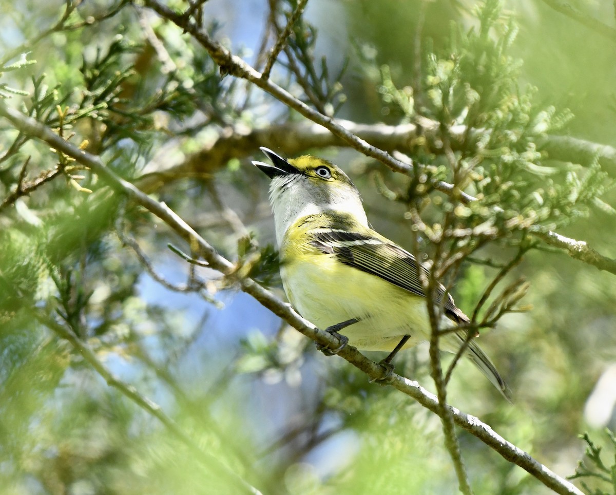 Vireo Ojiblanco - ML618828294