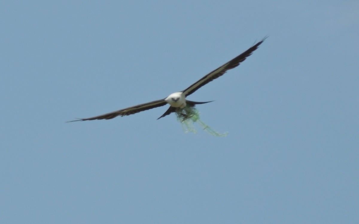 Swallow-tailed Kite - alice horst