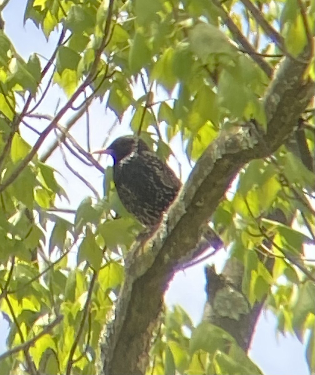 European Starling - ML618828303