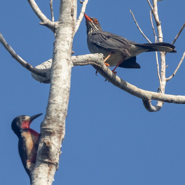 Red-legged Thrush (Antillean) - ML618828310