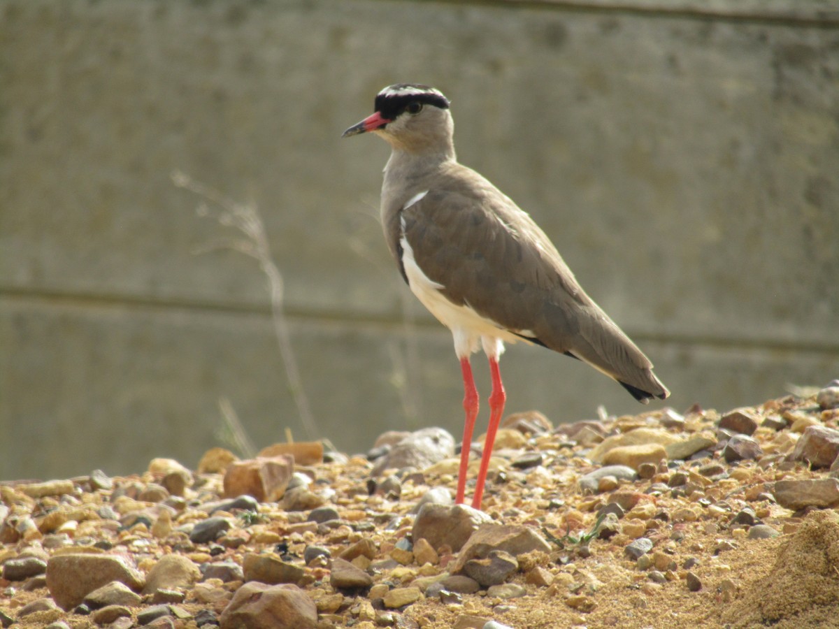 Crowned Lapwing - Gareth Bain