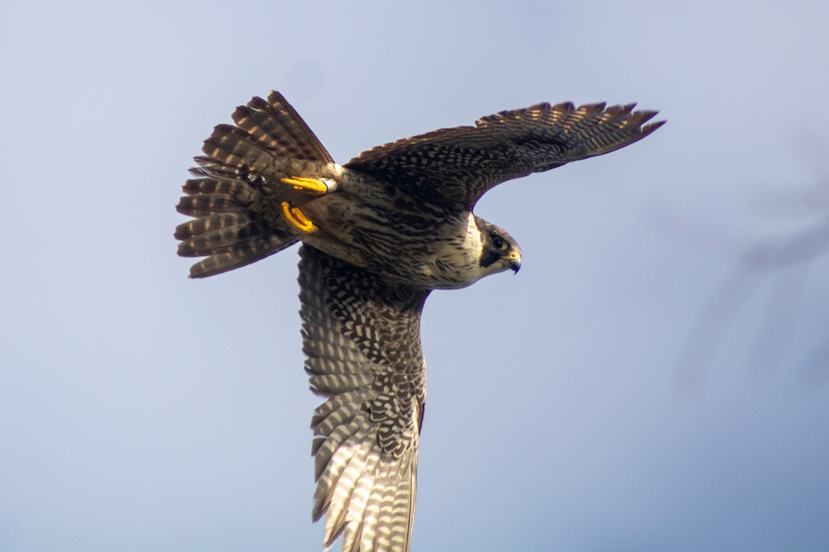 Peregrine Falcon - Sergio Leyva