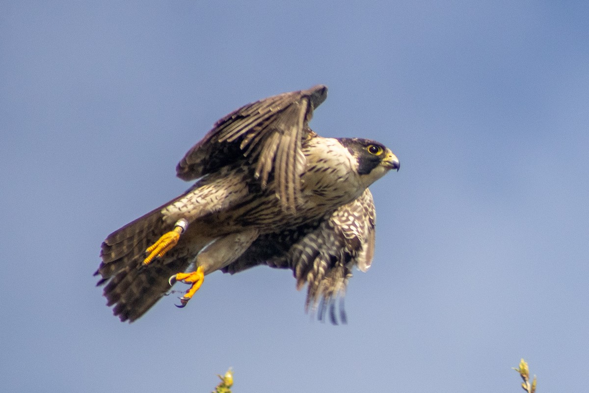 Peregrine Falcon - Sergio Leyva