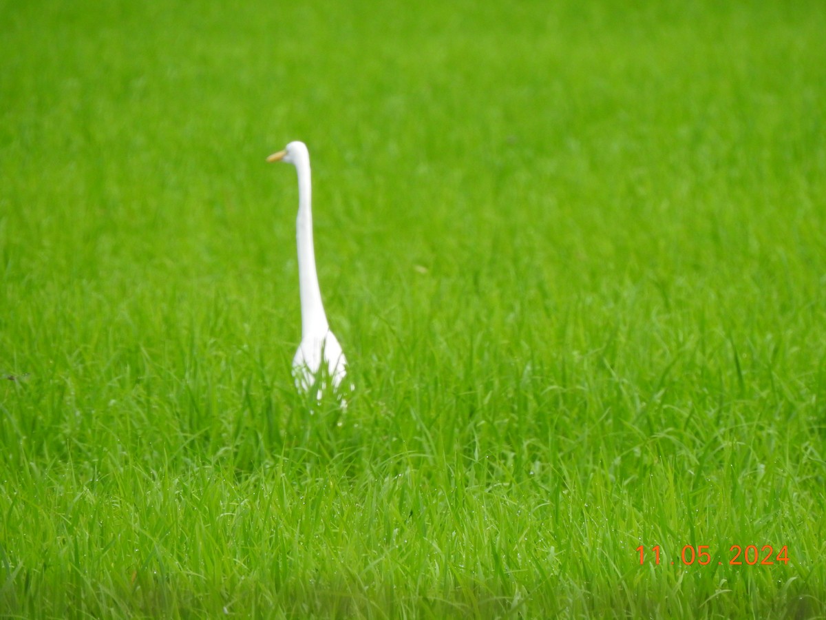 Great Egret - Miguel Cruz Leyva