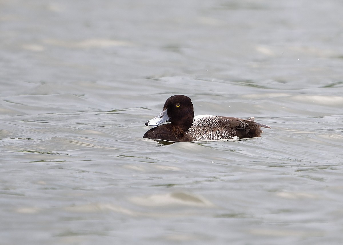 Lesser Scaup - KMJ Bird