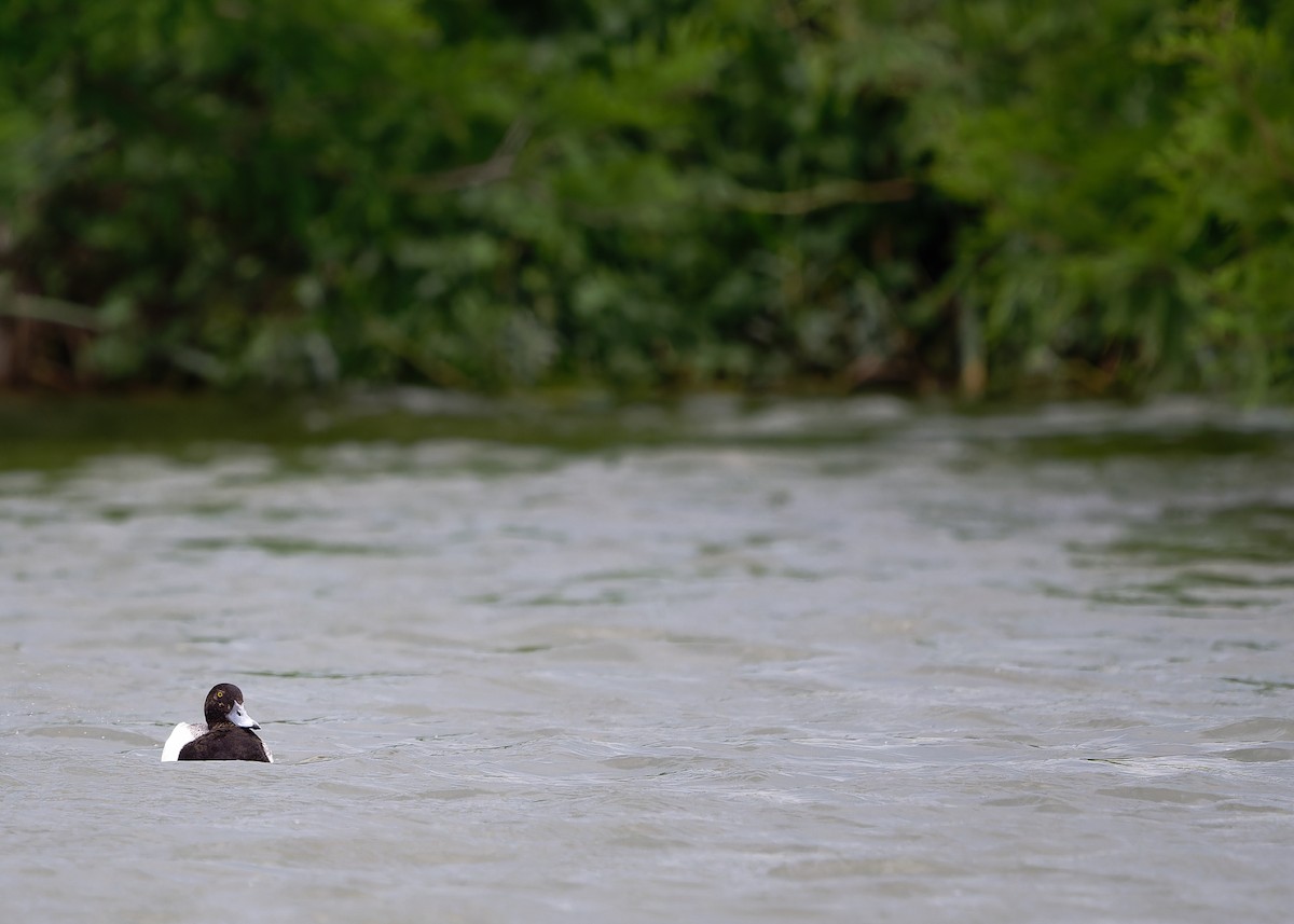 Lesser Scaup - KMJ Bird